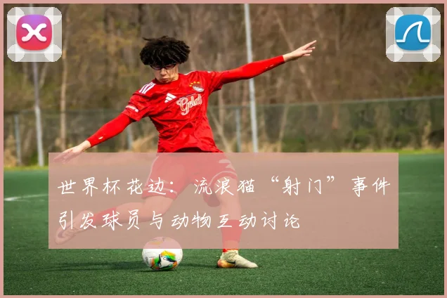 世界杯花边：流浪猫“射门”事件引发球员与动物互动讨论